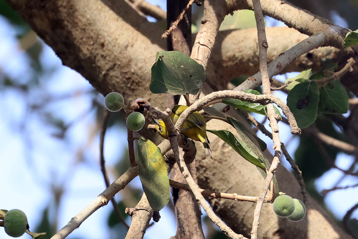 Northern Yellow White-eye